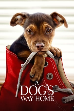 A Dogs Way Home (2019) Hindi Dual Audio 300MB